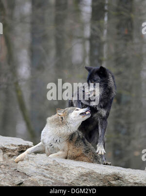 Rüge der rangniedere durch übergeordnete Wolf kämpfen, Mackenzie Wolf, kanadischer Wolf, Timber Wolf (Canis Lupus Occidentalis) Stockfoto