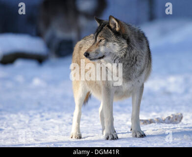 Mackenzie Tal Wolf, kanadischer Timber Wolf (Canis Lupus Occidentalis) im Schnee Stockfoto