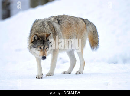 Mackenzie Tal Wolf, kanadischer Timber Wolf (Canis Lupus Occidentalis), Anführer des Rudels im Schnee Stockfoto