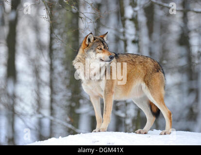 Mackenzie Tal Wolf, kanadischer Timber Wolf (Canis Lupus Occidentalis), Anführer des Rudels im Schnee, Wache Stockfoto