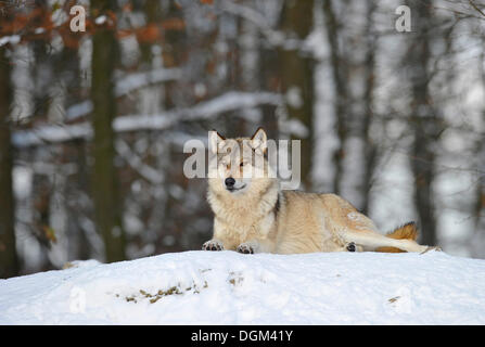 Mackenzie Tal Wolf, kanadischer Timber Wolf (Canis Lupus Occidentalis) im Schnee Stockfoto