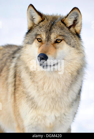 Mackenzie Tal Wolf, kanadischer Timber Wolf (Canis Lupus Occidentalis) im Schnee, Porträt Stockfoto