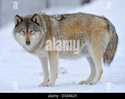 Mackenzie Tal Wolf, kanadischer Timber Wolf (Canis Lupus Occidentalis) im Schnee Stockfoto