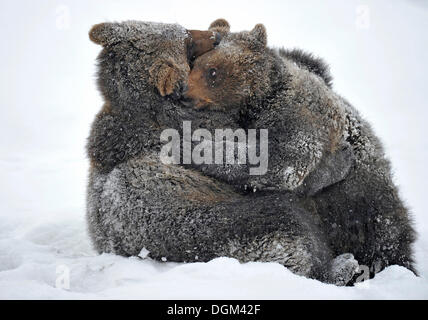 Europäischer Braunbär (Ursus Arctos) Cubs Ringen und spielen im Schnee Stockfoto