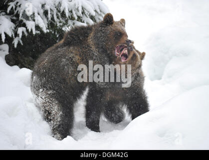 Europäischer Braunbär (Ursus Arctos) Cubs Ringen und spielen im Schnee Stockfoto