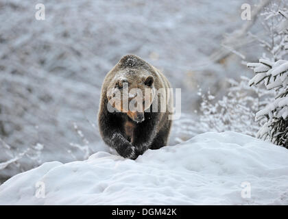 Europäischer Braunbär (Ursus Arctos) in den Schnee vor einer Winterlandschaft Stockfoto