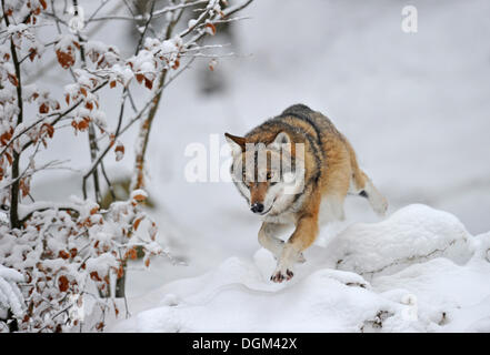 Mackenzie Tal Wolf, kanadischer Timber Wolf (Canis Lupus Occidentalis) springen im Schnee Stockfoto