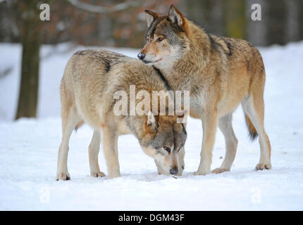 Mackenzie Wölfe, östlichen Wolf, kanadischer Wolf (Canis Lupus Occidentalis) im Schnee Stockfoto