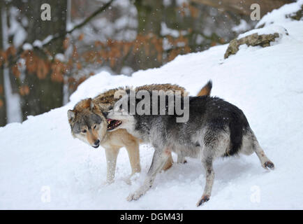 Mackenzie-Wölfe, östlichen Wolf, kanadischer Wolf (Canis Lupus Occidentalis) im Schnee, Kampf für soziale ranking Stockfoto