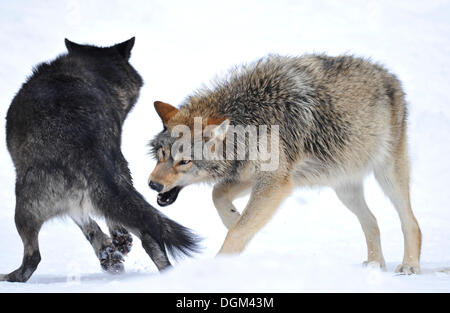 Mackenzie Wolf, kanadischer Wolf (Canis Lupus Occidentalis) im Schnee, Jungtier, die versuchen, einem anderen Hund Seite beißen Stockfoto