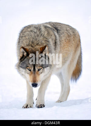 Mackenzie Wolf, östlichen Wolf, kanadischer Wolf (Canis Lupus Occidentalis) im Schnee Stockfoto