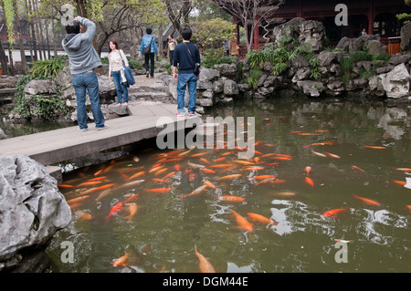 Koi Fische in Yu-Garten (Garten der Glückseligkeit oder Garten des Friedens) in alte Stadt von Shanghai, China Stockfoto