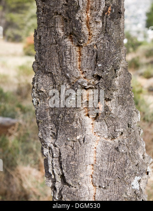 Nahaufnahme von Rinde Quercus Suber, Korkeiche, Naturpark Sierra de Grazalema, Provinz Cadiz, Spanien Stockfoto
