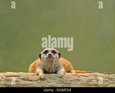 Erdmännchen (Suricata Suricatta), Jugendkriminalität, neugierig Stockfoto