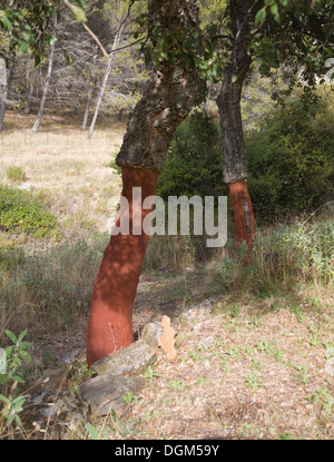 Roter Baumstämme frisch geerntete Rinde Quercus Suber, Korkeiche, Naturpark Sierra de Grazalema, Provinz Cadiz, Spanien Stockfoto