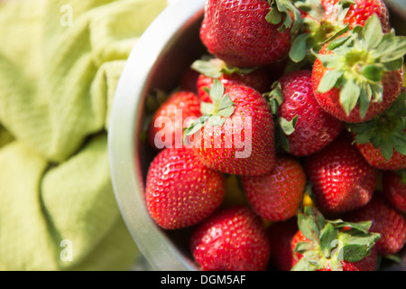 Auf dem Bauernhof. Eine Schüssel mit frisch gepflückten Bio-Obst, Erdbeeren. Stockfoto