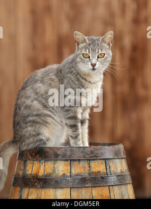 Tabby Katze auf einem Fass, Dolcedo, Riviera dei Fiori, Ligurien, Italien, Europa Stockfoto