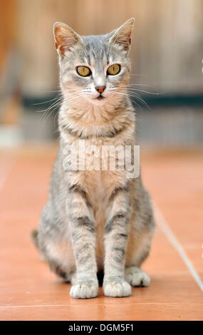 Tabby Katze, Dolcedo, Riviera dei Fiori, Ligurien, Italien, Europa Stockfoto