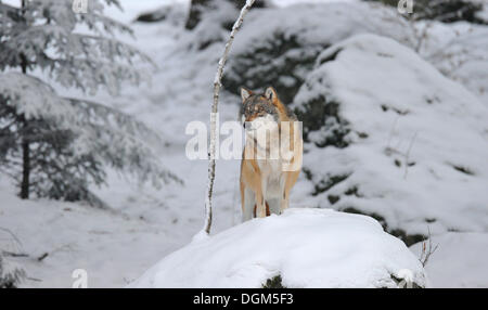 Mackenzie Tal Wolf, kanadische Timberwolf (Canis Lupus Occidentalis) im Schnee, Nationalpark Bayerischer Wald Stockfoto