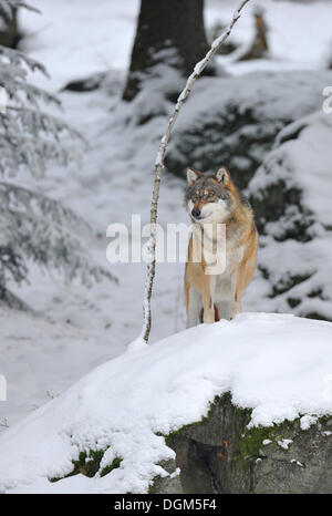 Mackenzie Tal Wolf, kanadische Timberwolf (Canis Lupus Occidentalis) im Schnee, Nationalpark Bayerischer Wald Stockfoto