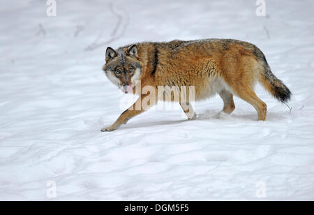 Mackenzie Tal Wolf, kanadische Timberwolf (Canis Lupus Occidentalis) im Schnee, Nationalpark Bayerischer Wald Stockfoto