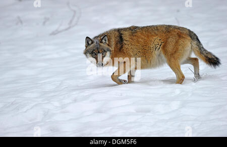 Mackenzie Tal Wolf, kanadische Timberwolf (Canis Lupus Occidentalis) im Schnee, Nationalpark Bayerischer Wald Stockfoto