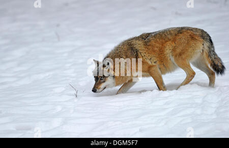 Mackenzie Tal Wolf, kanadische Timberwolf (Canis Lupus Occidentalis) im Schnee, Nationalpark Bayerischer Wald Stockfoto