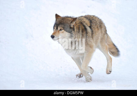 Mackenzie Tal Wolf, kanadische Timberwolf (Canis Lupus Occidentalis) im Schnee, Nationalpark Bayerischer Wald Stockfoto