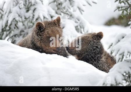 Europäischer Braunbär (Ursus Arctos) jungen im Schnee, Nationalpark Bayerischer Wald Stockfoto