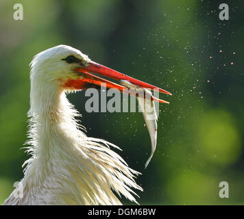 Weißstorch (Ciconia Ciconia) mit gefangenen Fisch im Schnabel, Stuttgart, Baden-Württemberg Stockfoto