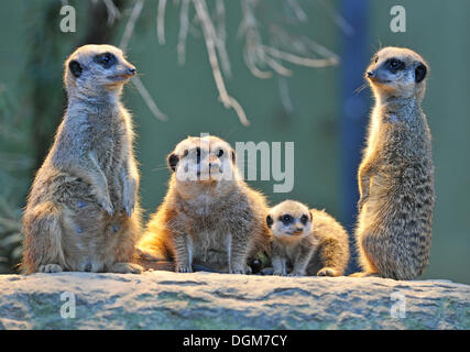 Erdmännchen oder Suricate (Suricata Suricatta), Welpen mit Erwachsenen, vorkommen in Afrika, Gefangenschaft, Stuttgart, Baden-Württemberg Stockfoto