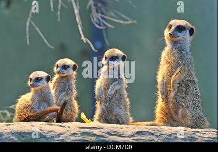 Erdmännchen oder Suricate (Suricata Suricatta), Welpen mit Erwachsenen, vorkommen in Afrika, Gefangenschaft, Stuttgart, Baden-Württemberg, Deutschland Stockfoto
