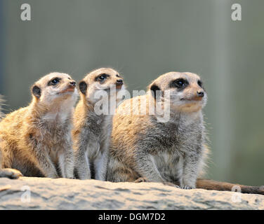 Erdmännchen oder Suricate (Suricata Suricatta), Welpen und Erwachsene, vorkommen in Afrika, Gefangenschaft, Stuttgart, Baden-Württemberg, Deutschland Stockfoto