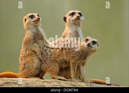 Erdmännchen oder Suricate (Suricata Suricatta), Welpen, vorkommen in Afrika, Gefangenschaft, Stuttgart, Baden-Württemberg, Deutschland Stockfoto