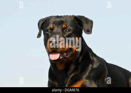 Rottweiler, Porträt gegen Himmel Stockfoto