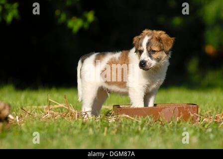 Krohmfohrlaender Welpe stehend in einen Hundenapf Stockfoto