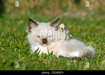 Ragdoll Kätzchen mit einem Küken auf einer Wiese Stockfoto