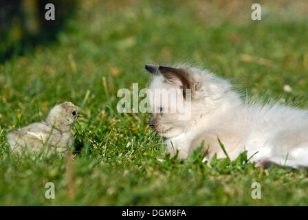 Ragdoll Kätzchen mit einem Küken auf einer Wiese Stockfoto