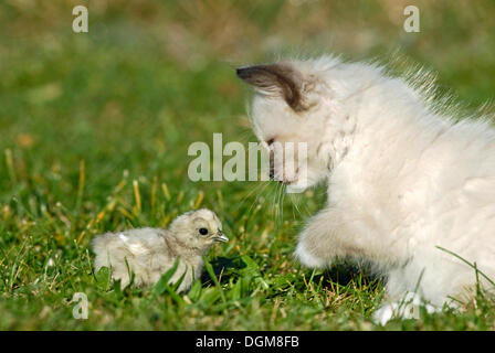 Ragdoll Kätzchen mit einem Küken auf einer Wiese Stockfoto