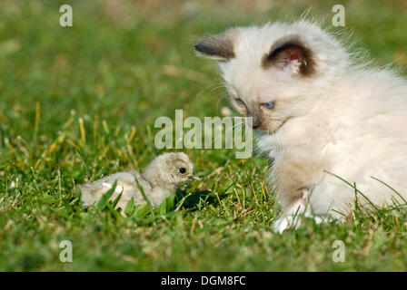 Ragdoll Kätzchen mit einem Küken auf einer Wiese Stockfoto