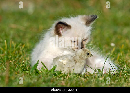 Ragdoll Kätzchen mit einem Küken auf einer Wiese Stockfoto