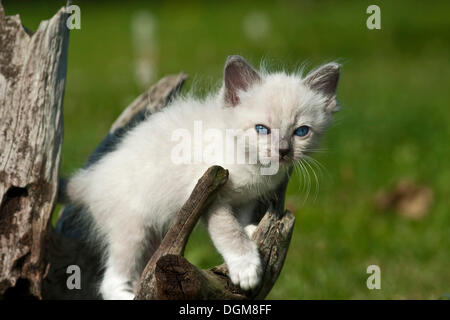 Ragdoll Kätzchen auf einem alten Baumstumpf Klettern Stockfoto