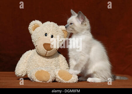 Ragdoll-Katze mit einem Teddy-Bären Stockfoto