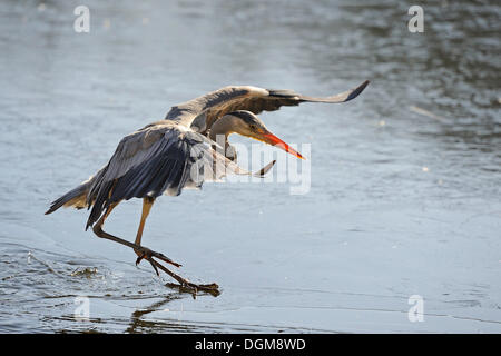 Graureiher (Ardea Cinerea) Landung auf dem dünnen Eis eines Sees Stockfoto