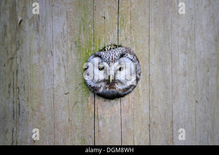 Boreal Eule oder Rauhfußkauz Eule (Aegolius Funereus), aus Nest Höhle suchen Stockfoto