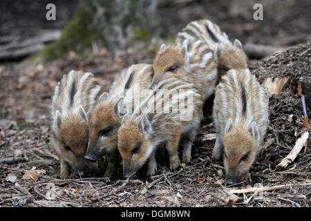 Wildschwein (Sus Scrofa), Ferkel Stockfoto
