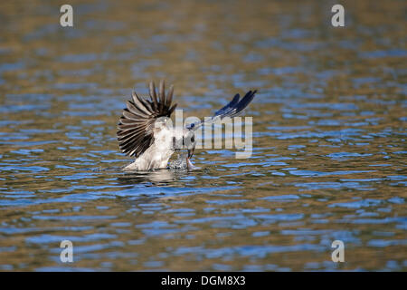 Mit Kapuze Krähe (Corvus Corone Cornix), Jagd nach Fischen oberhalb der Wasseroberfläche Stockfoto