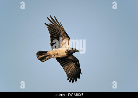 Mit Kapuze Krähe (Corvus Corone Cornix), fliegen in der Abendsonne Stockfoto