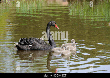 Schwarzer Schwan (Cygnus olor), paar mit Cygnets, Australien Stockfoto