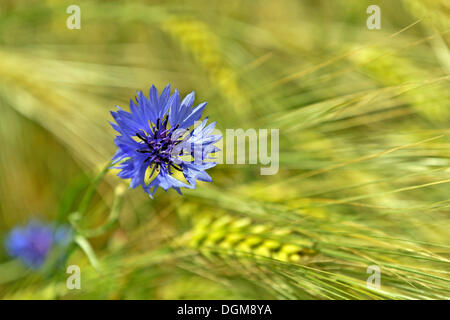 Kornblume (Centaurea Cyanus), wächst im Bereich der Gerste (Hordeum Vulgare) Stockfoto